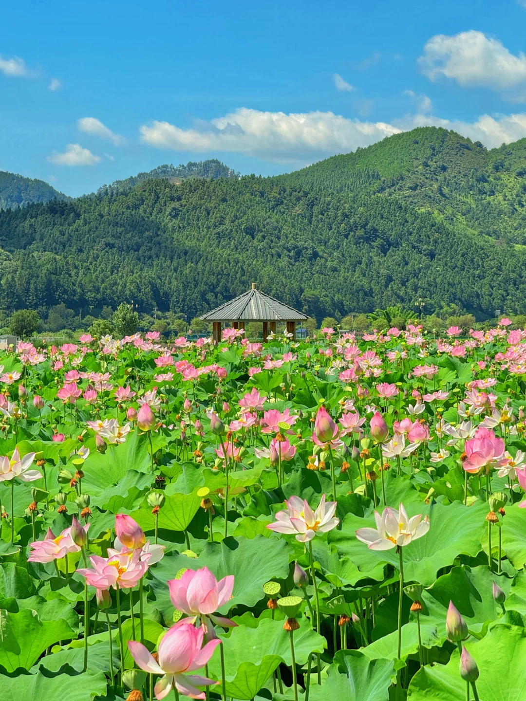 本以为西湖已经够美了，直到来了这里…………