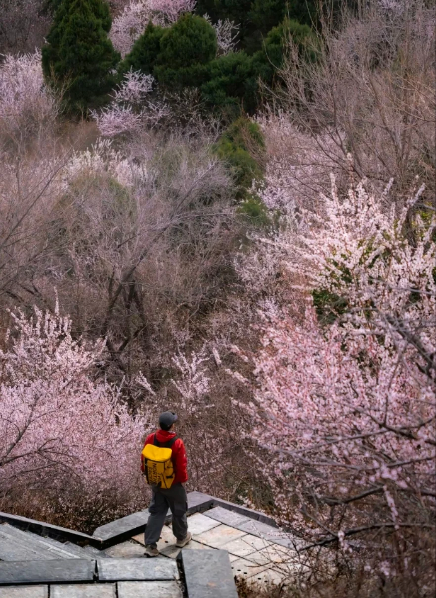 邯郸到古武当山桃花一日游，邯郸春游好去处
