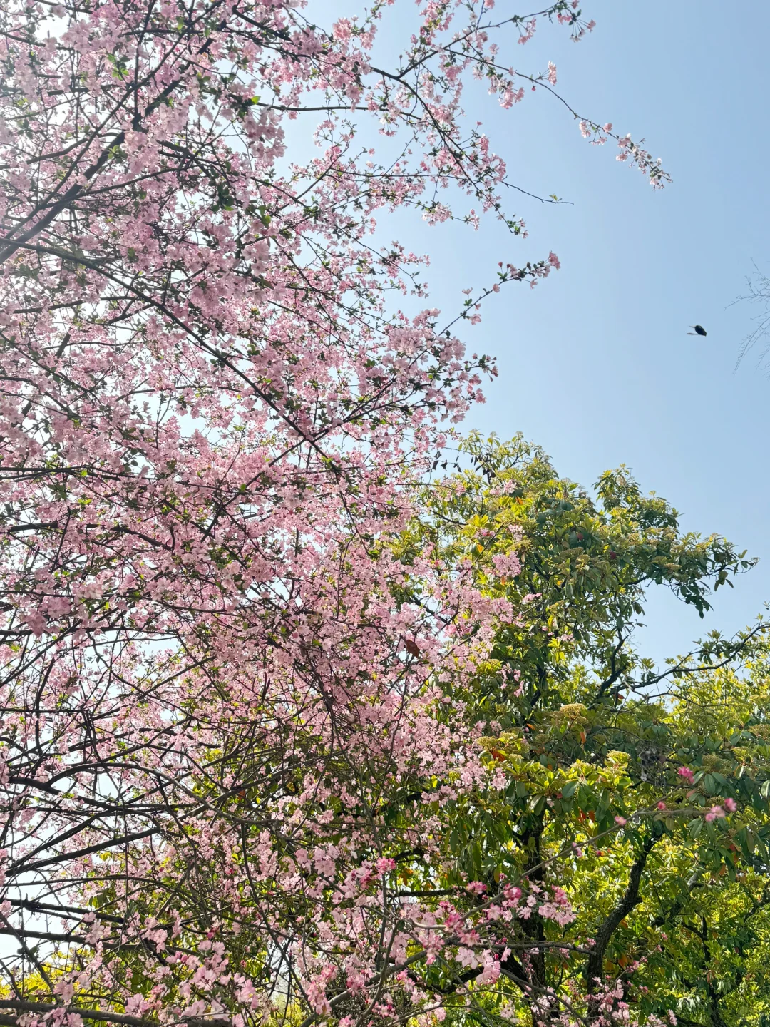 今日份的赏樱踏青🌸📸