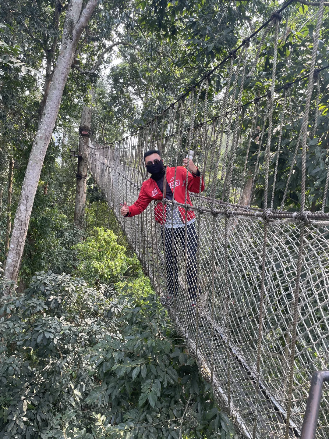 望天树景区现状