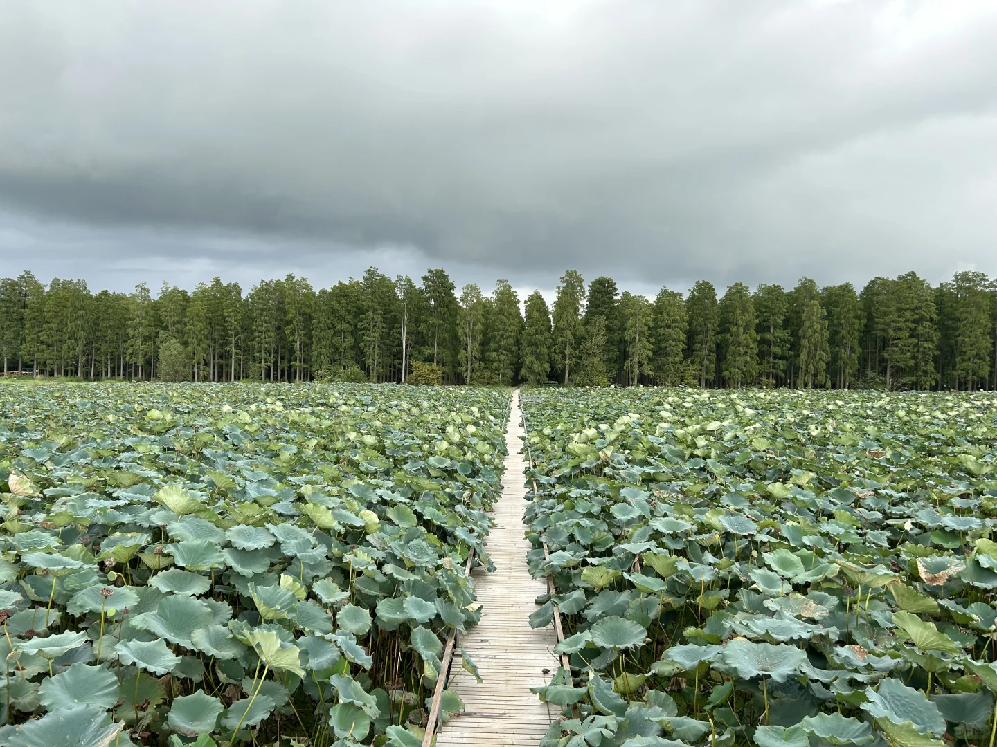 🙋🏻‍♂️来扬州，想给所有人安利的宝藏公园‼️