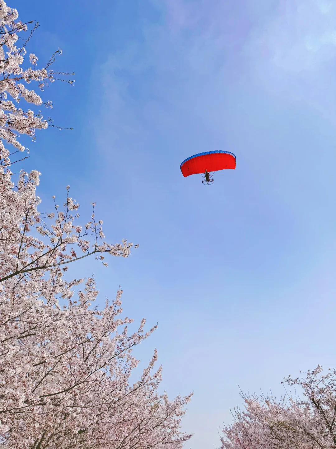 接下来的郑州将是一片樱花海🌸