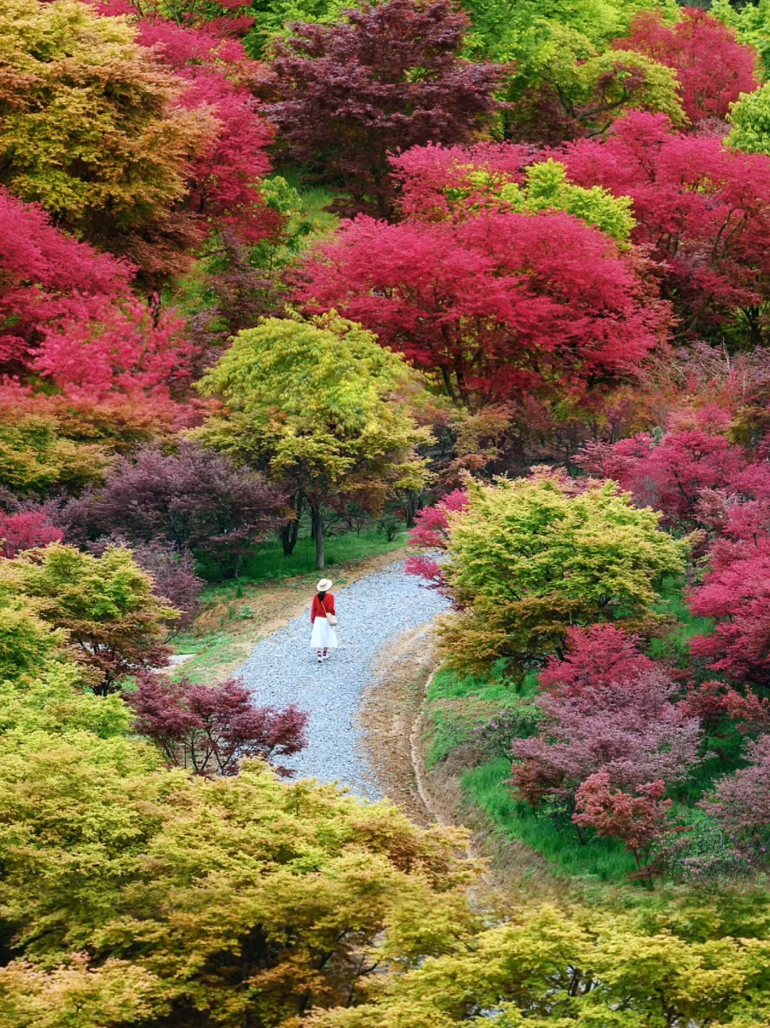 重庆，强烈推荐这个小众地方！油画彩林美绝了