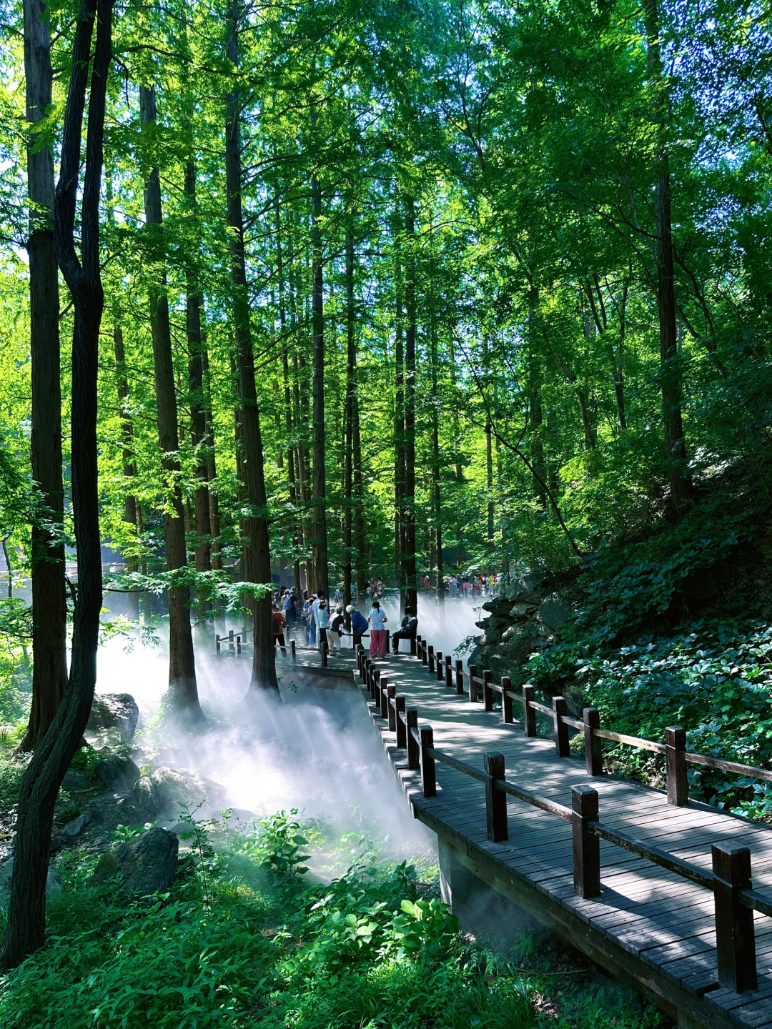 误入仙境，天然氧吧，迷雾森林 🌳🌲🐿️