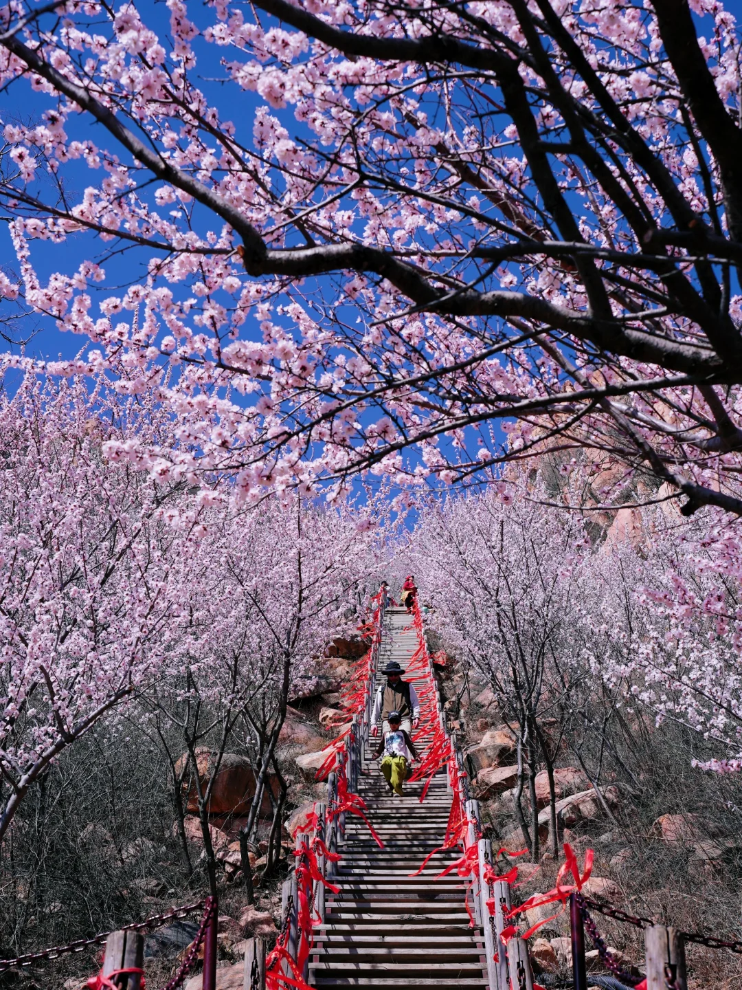 3.20实拍‼️封神级别的山花已盛放！快打卡