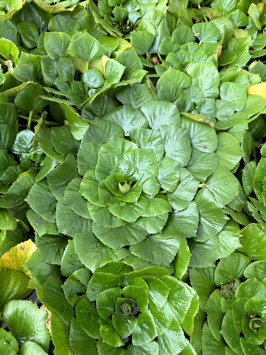 🙋🏻‍♂️来扬州，想给所有人安利的宝藏公园‼️