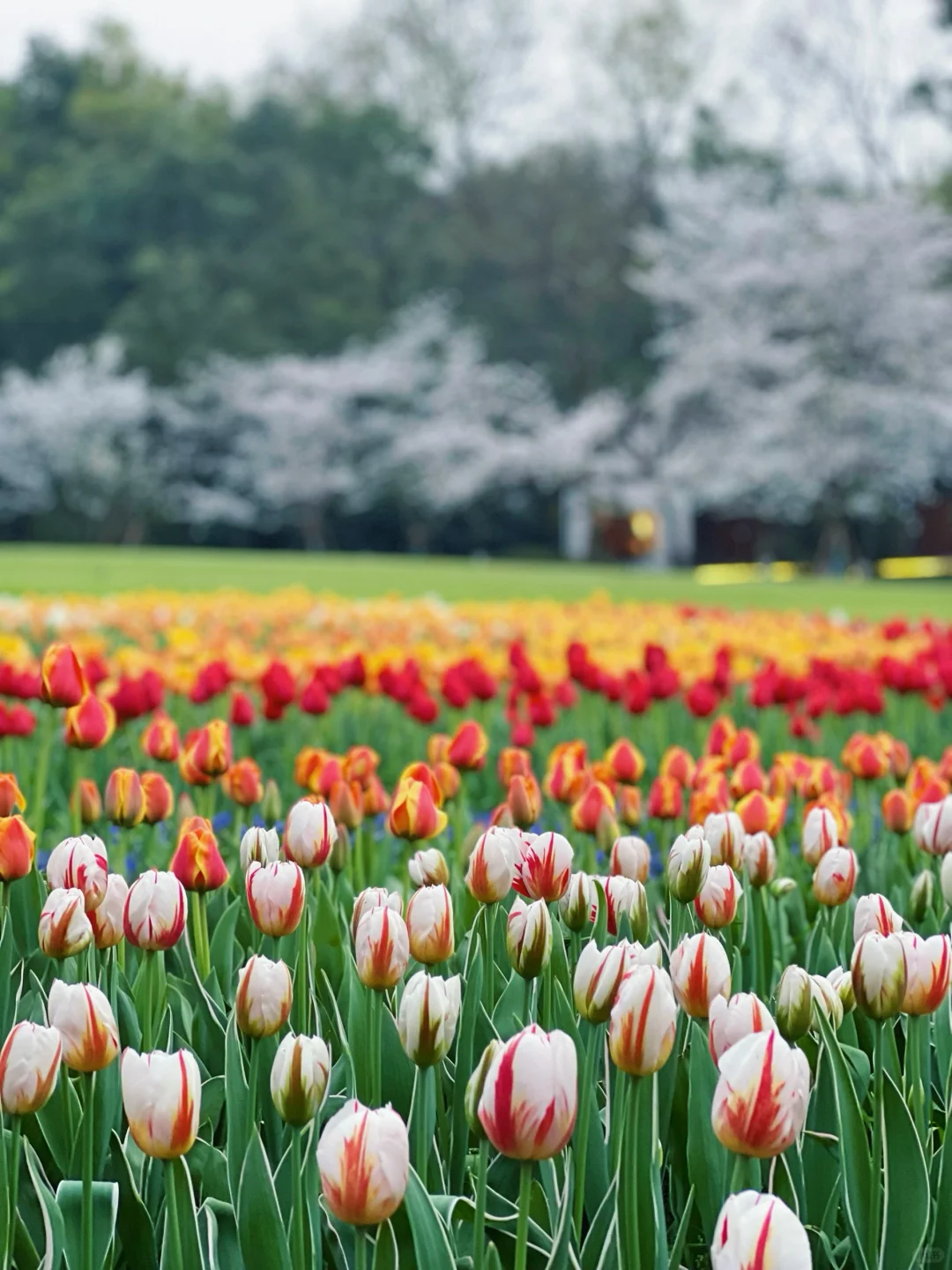 我在杭州上春山 | 最推荐的西湖赏春路线❗️