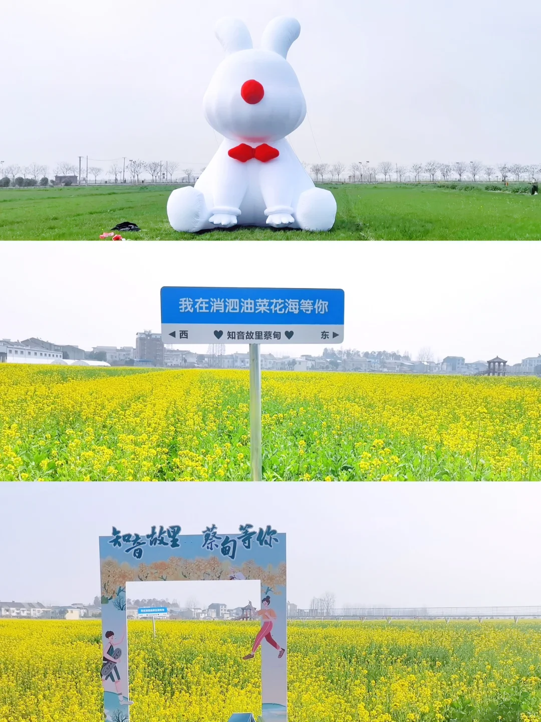 武汉油菜花海美爆了🌼本周六开园，送票❗️