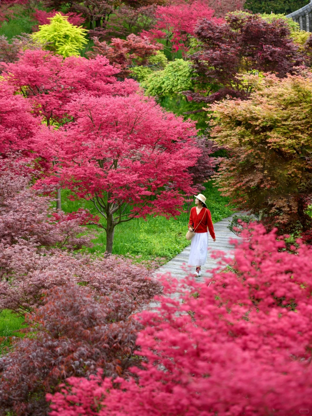 重庆，强烈推荐这个小众地方！油画彩林美绝了