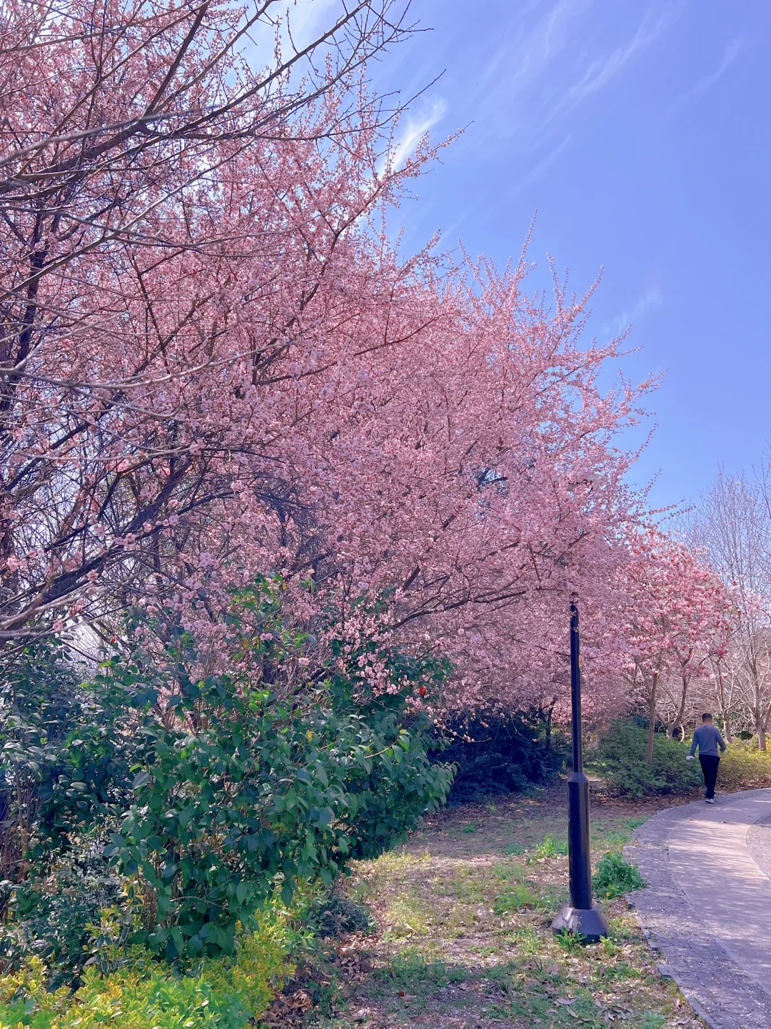 苏州石湖公园樱花盛开！