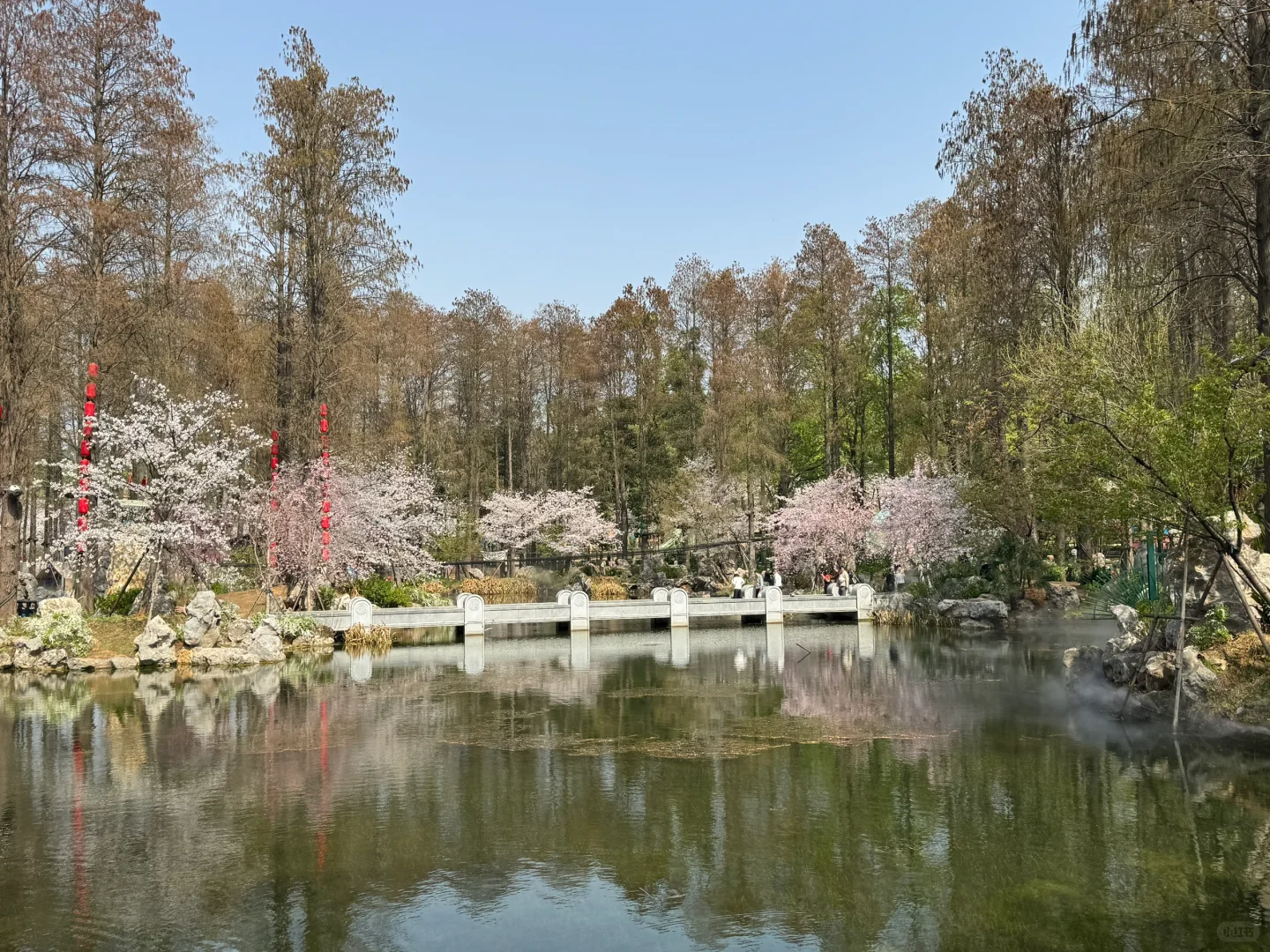今日份的赏樱踏青🌸📸