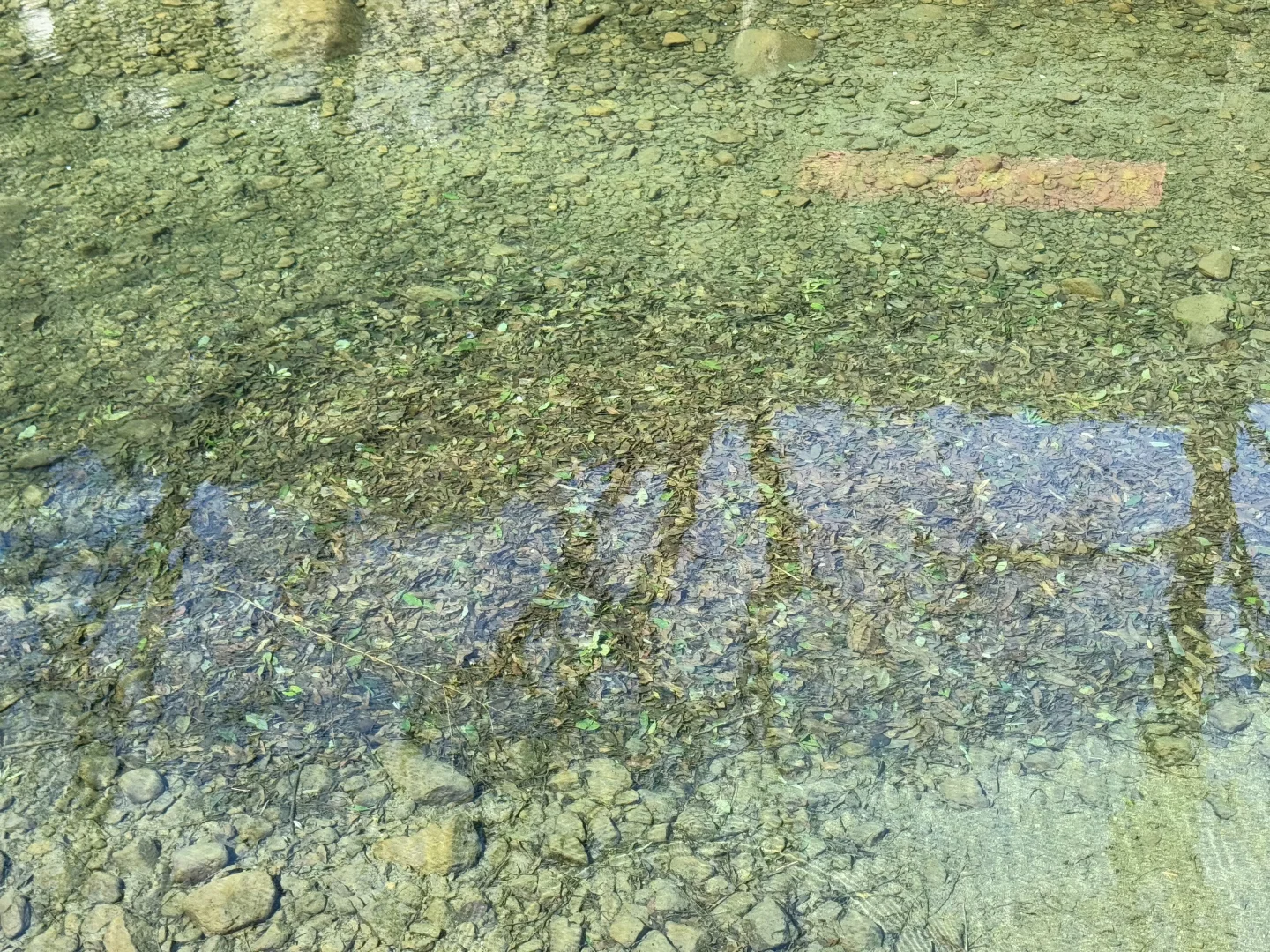 桐庐遛狗 | 芦梅线玩水