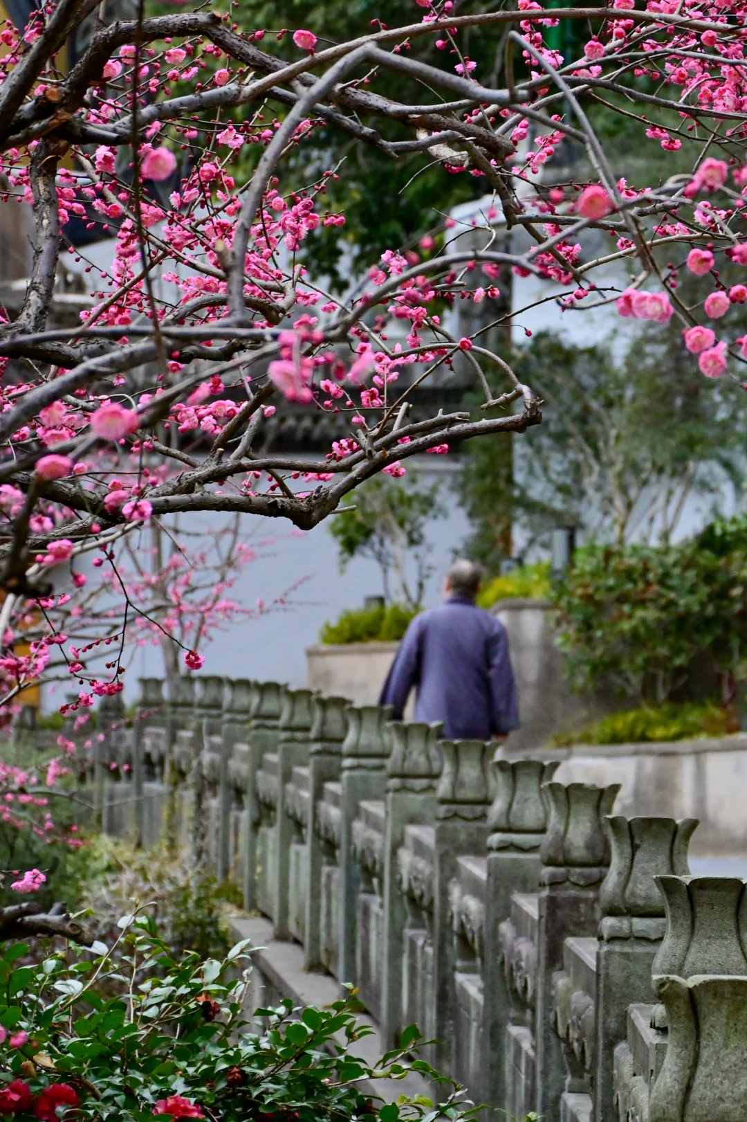 去杭州灵隐寺，赴一场春的邀约🌸