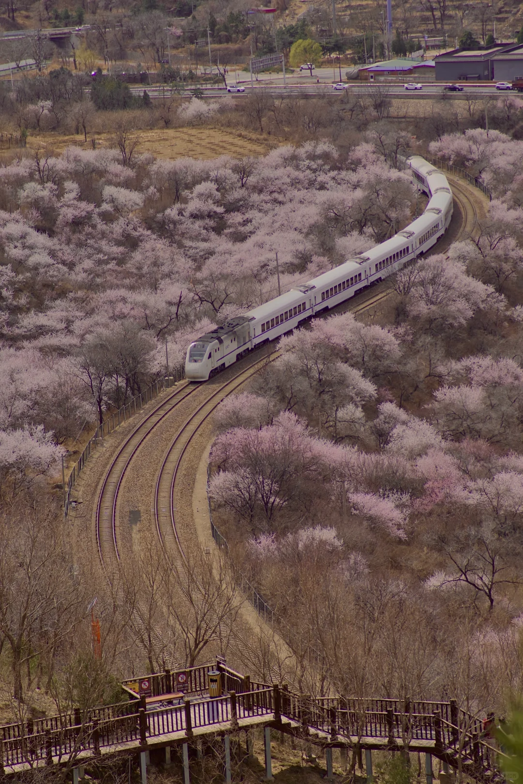 3月22居庸关花海列车没白去，0元解锁附攻略