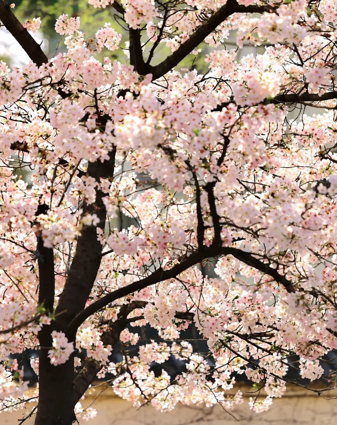 🌸4月江苏绝美春色！保姆级攻略