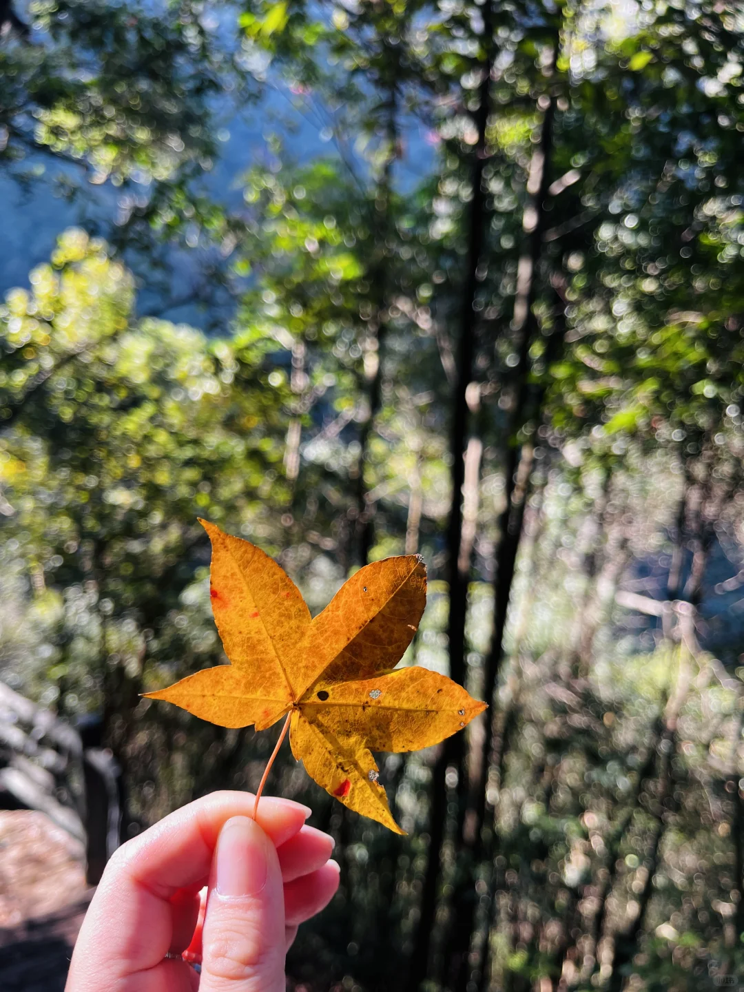 丽水秘境徒步｜阳光洒落 潭水如钻🍃🧊🫧