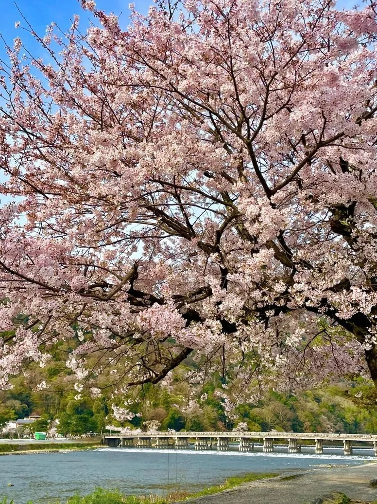 京都岚山｜赏樱当然要来这里啦