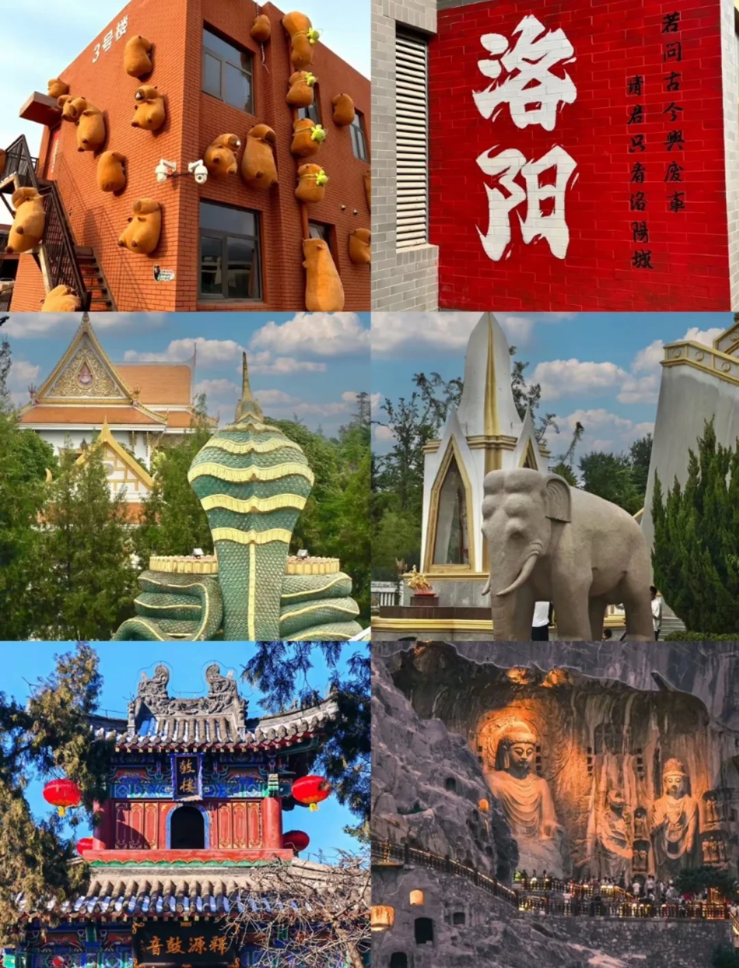 邯郸到洛阳免门票了！给父母报了个团去洛阳