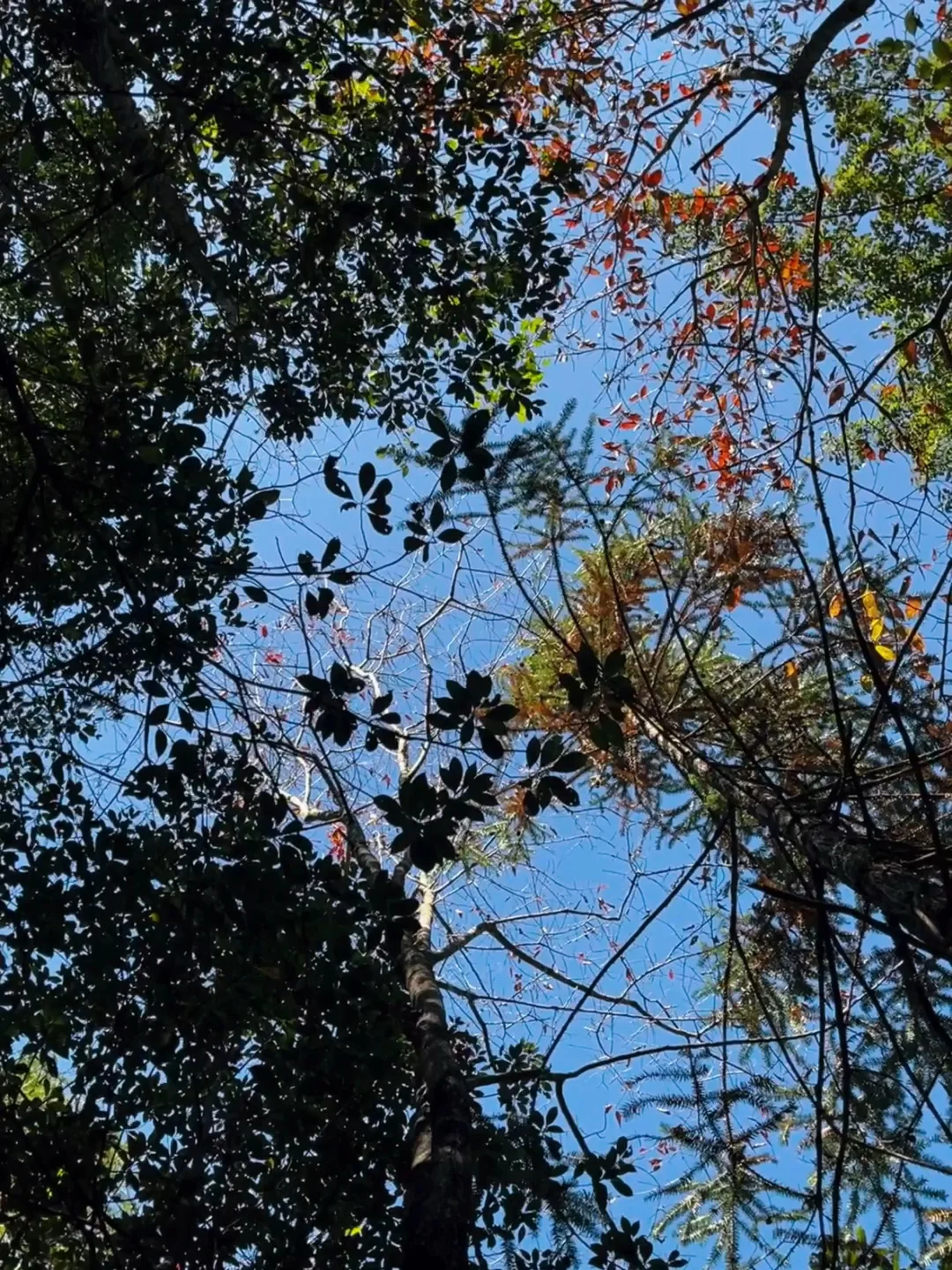 丽水秘境徒步｜阳光洒落 潭水如钻🍃🧊🫧