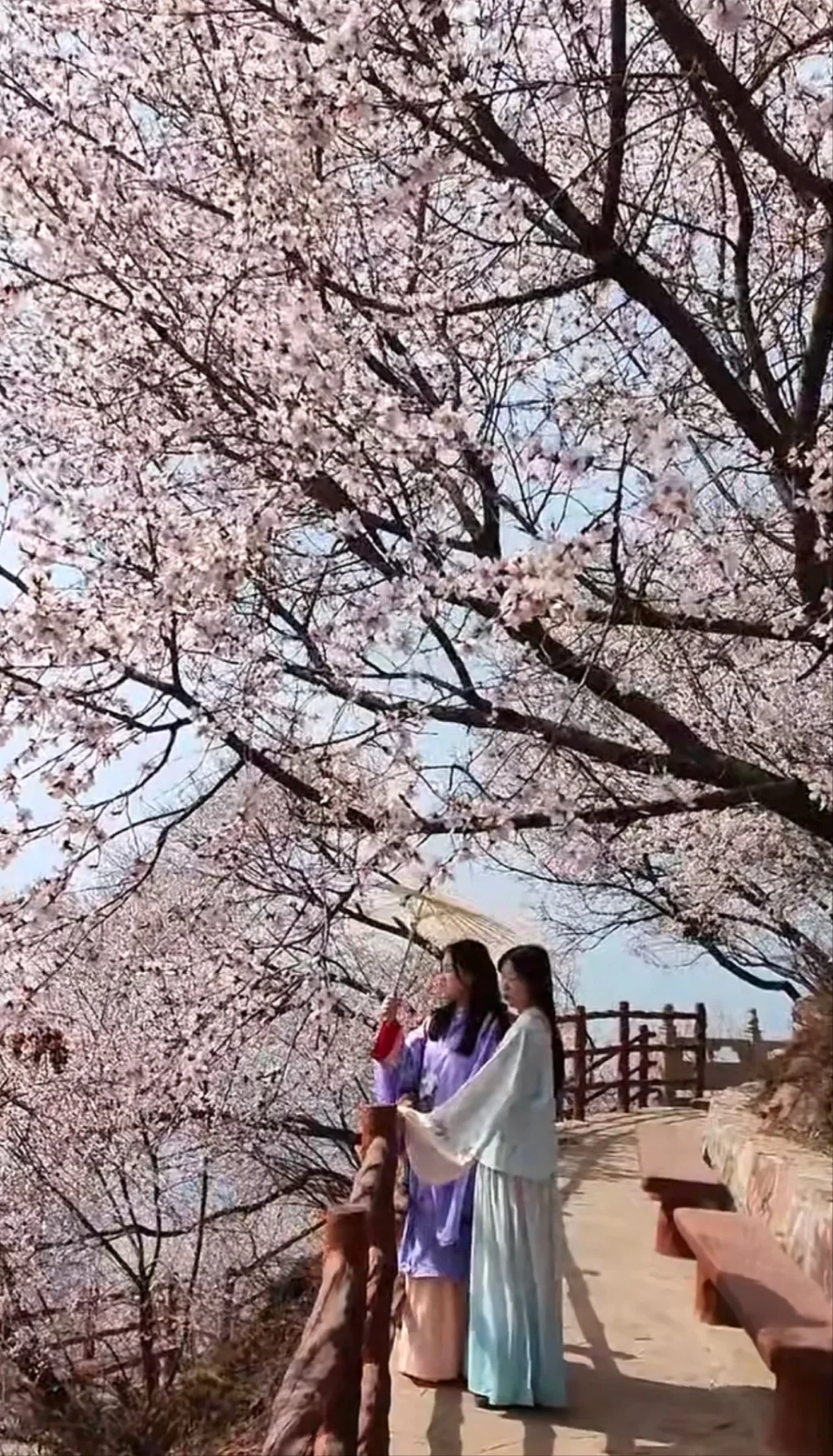 邯郸到古武当山桃花一日游，邯郸春游好去处