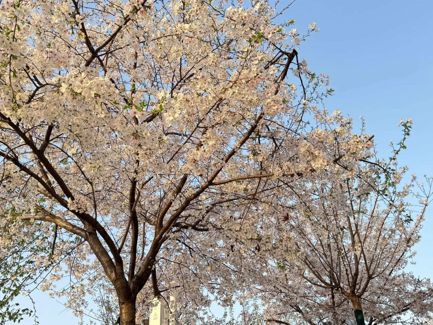 今日份的赏樱踏青🌸📸