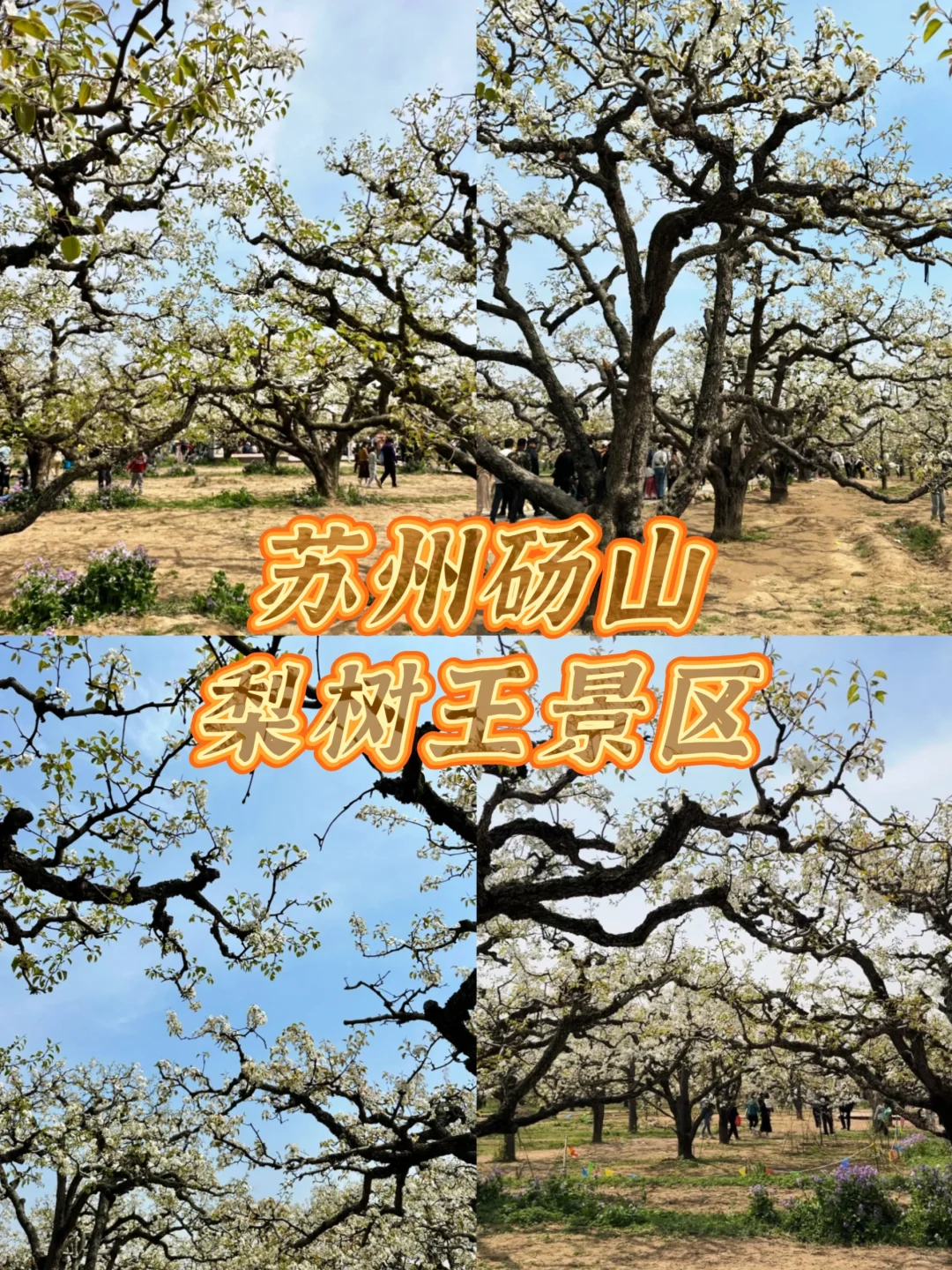 安徽3-4月必去的十大赏花胜地🌸