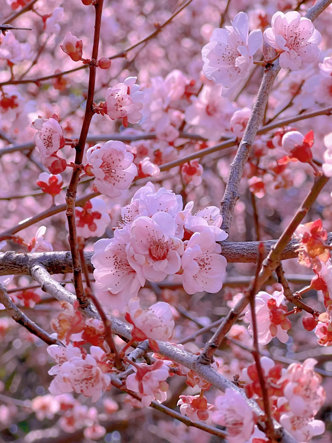 苏州石湖公园樱花盛开！