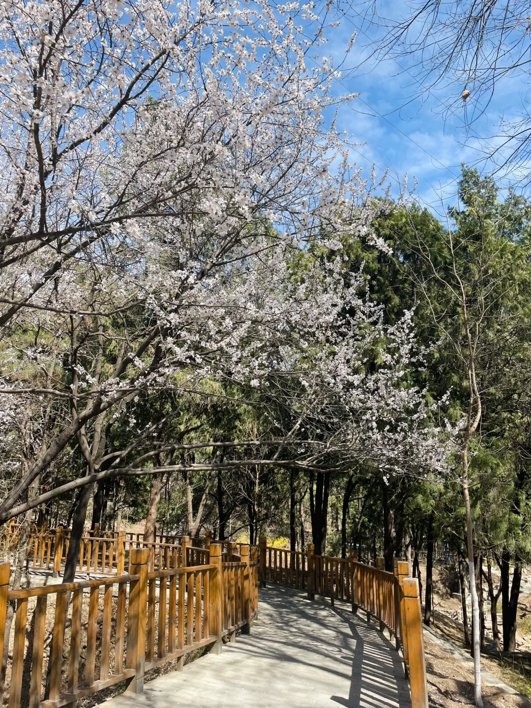 3.21百望山实况🌸 附4条赏花路线✅