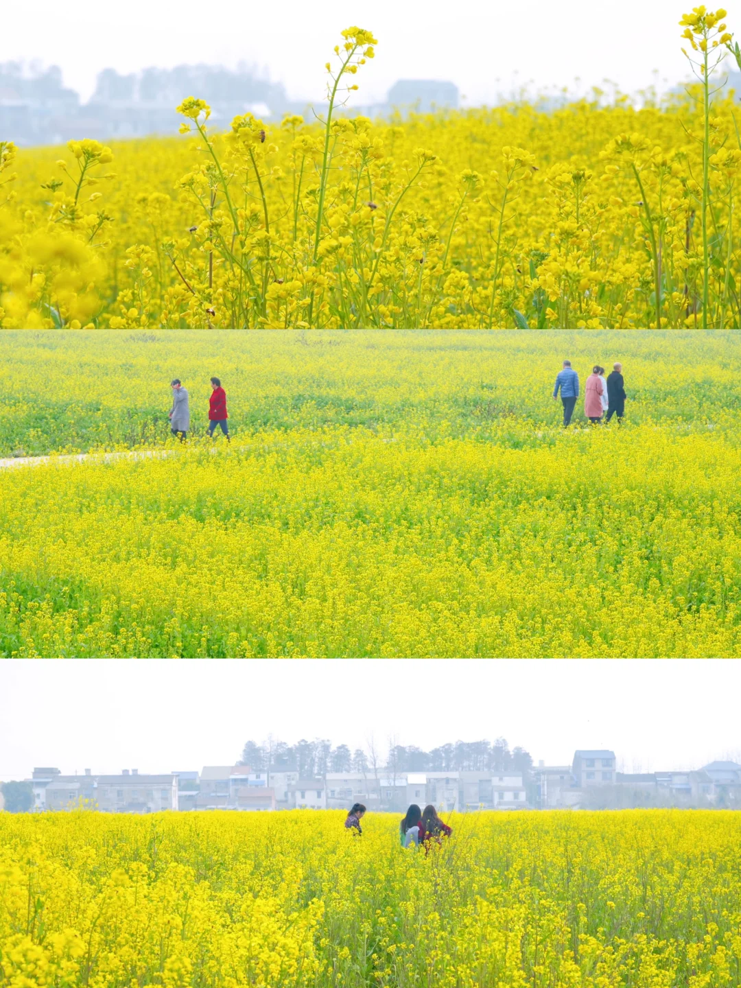 武汉油菜花海美爆了🌼本周六开园，送票❗️