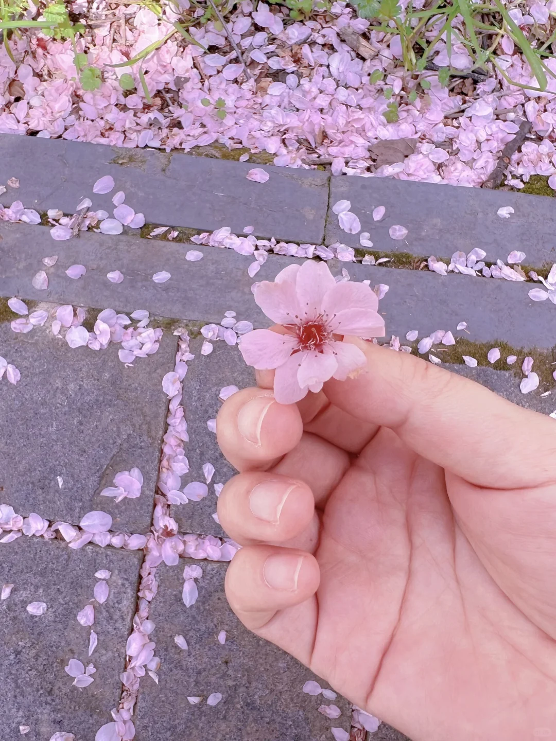 苏州石湖公园樱花盛开！