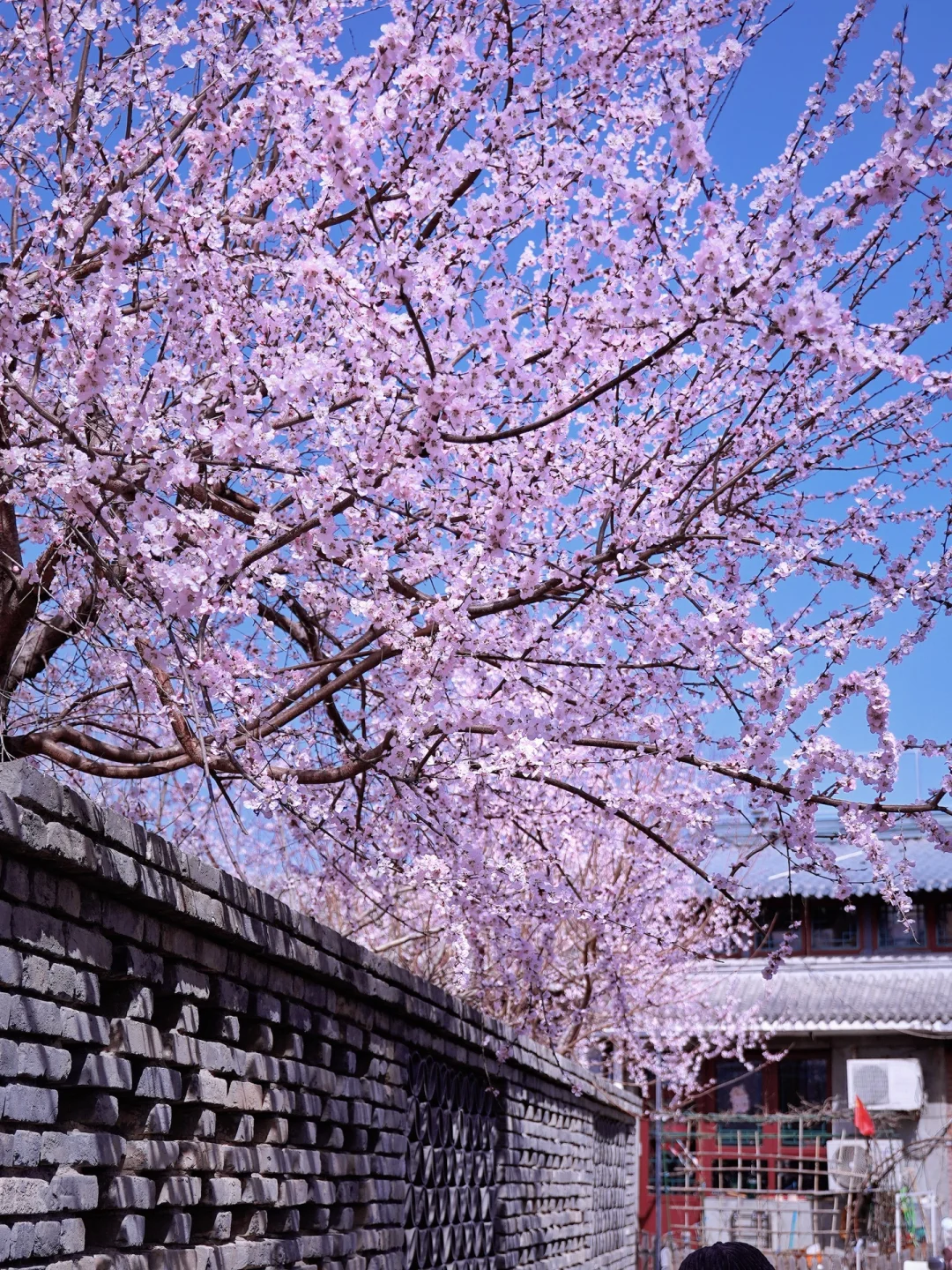 北京春天📍适合一个人逛一下午的地方…