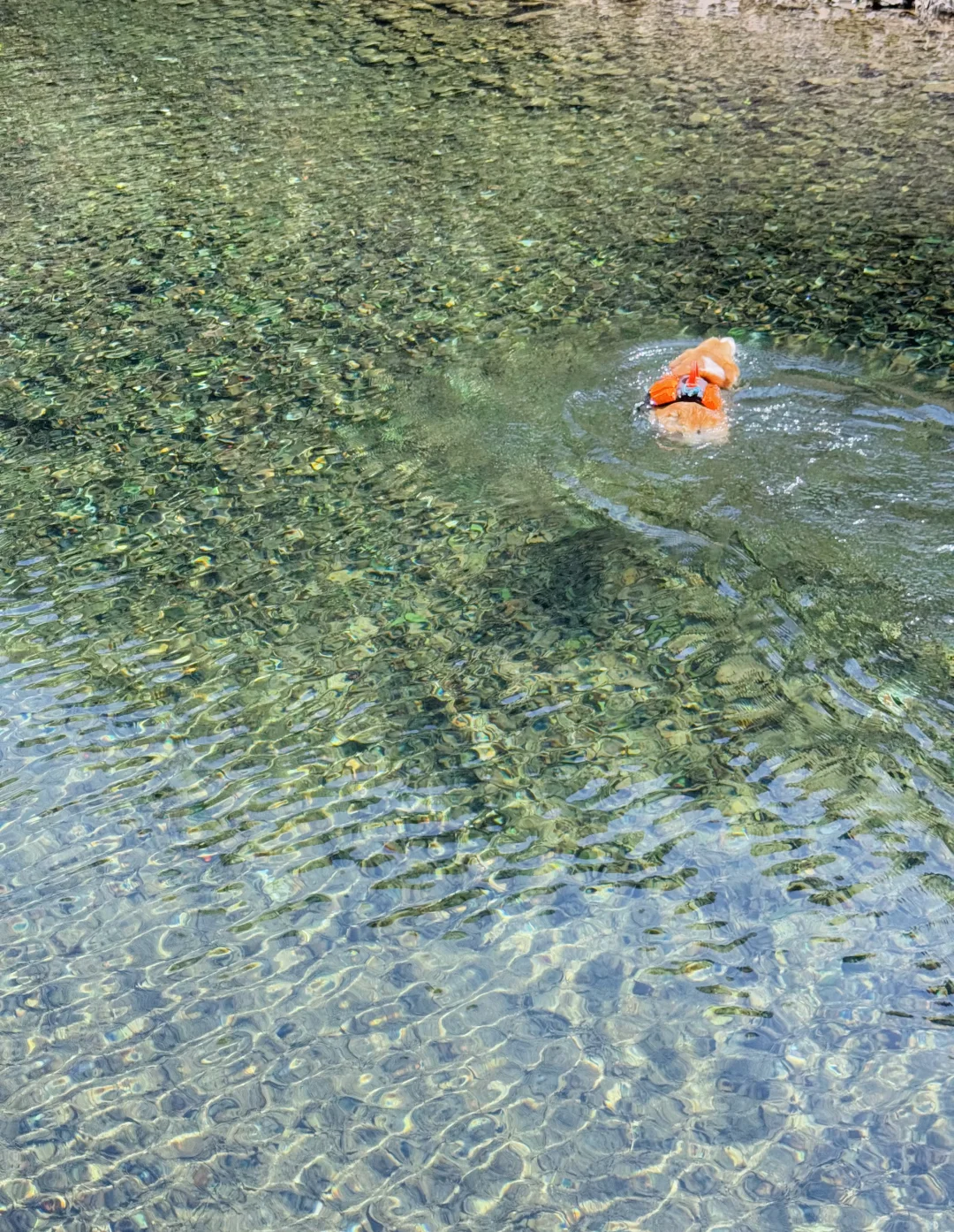 桐庐遛狗 | 芦梅线玩水