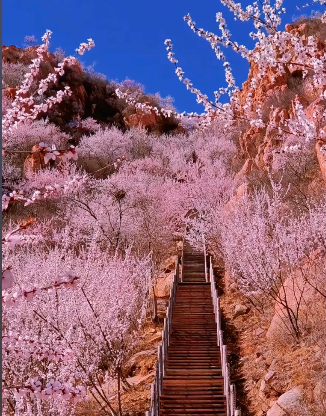 邯郸到古武当山桃花一日游，邯郸春游好去处
