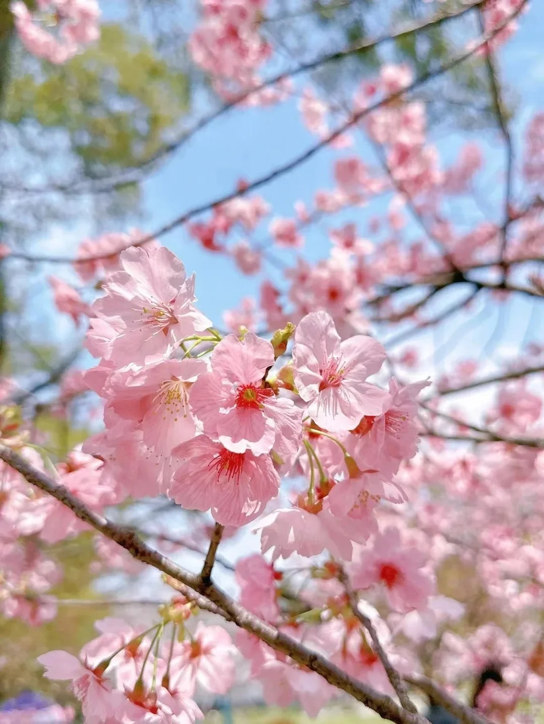 不是日本！就在武汉！这条赏樱路线赶快收好🌸