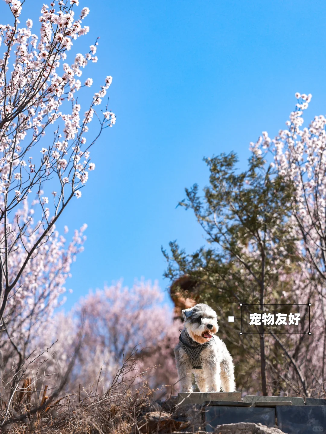 3.20❗️北京蕞适宜全家小众赏花路线宠物友好