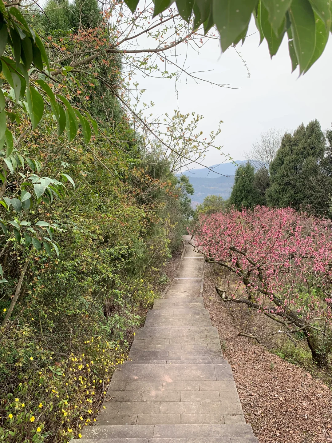 成都徒步|走入油画般的登山步道