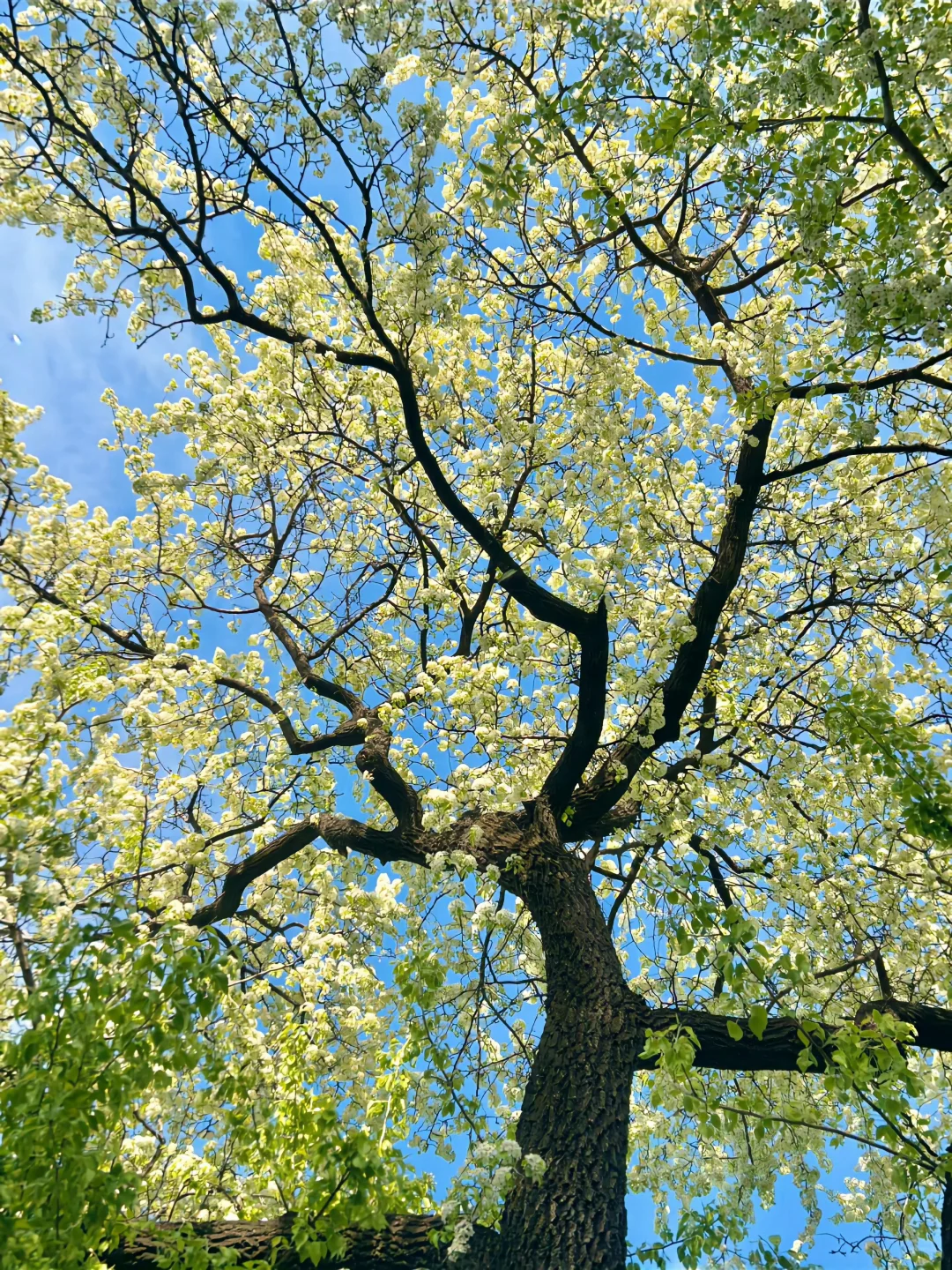 滇池里藏着一个蓝色的魔力池塘