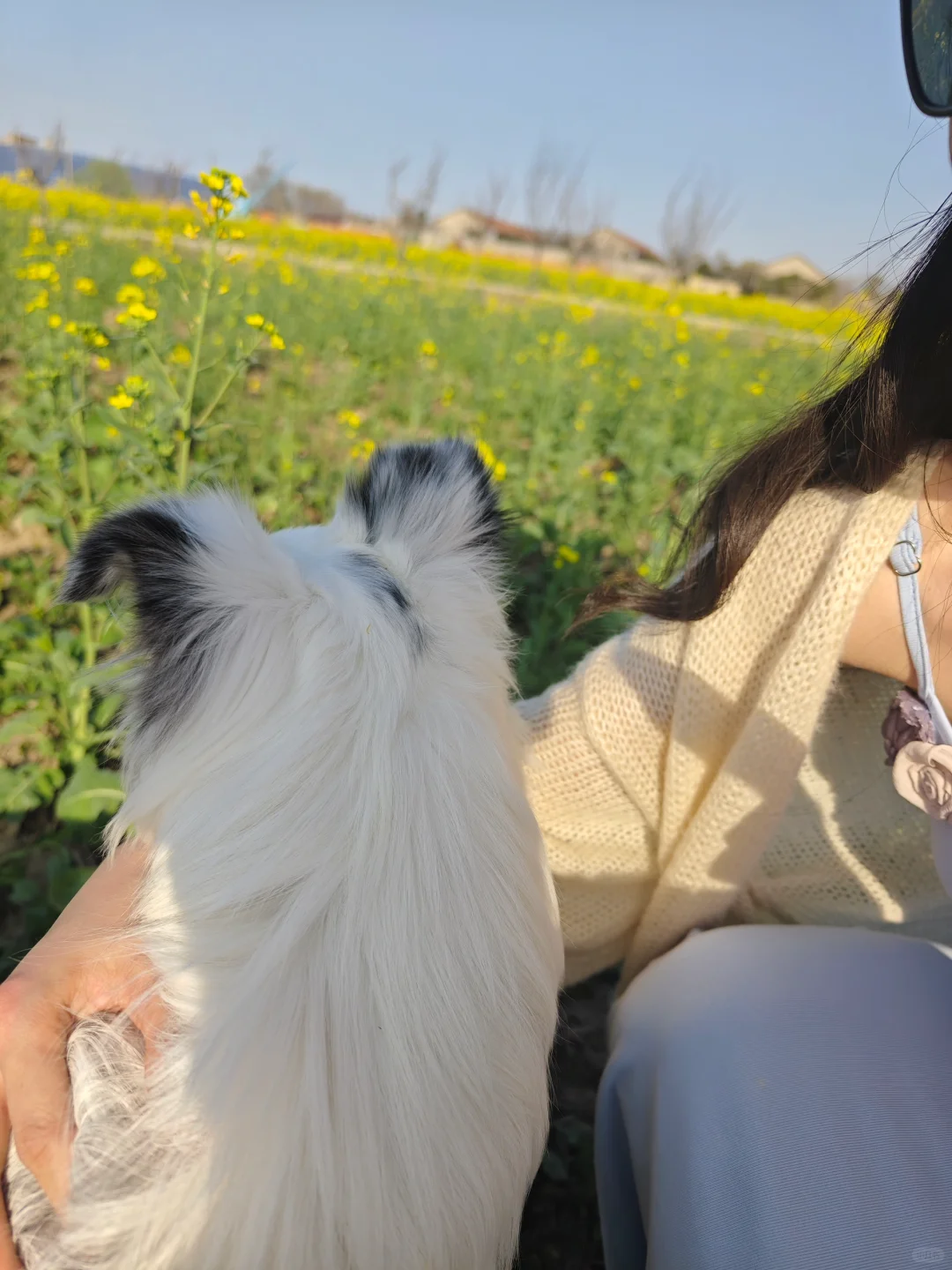 一眼万年的油菜花海🍃