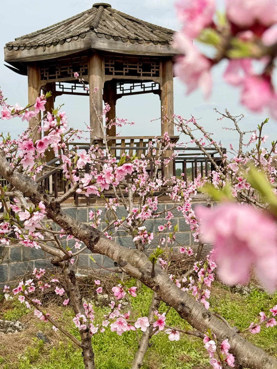 成都1h直达!!小众赏春宝藏地!!人少景美