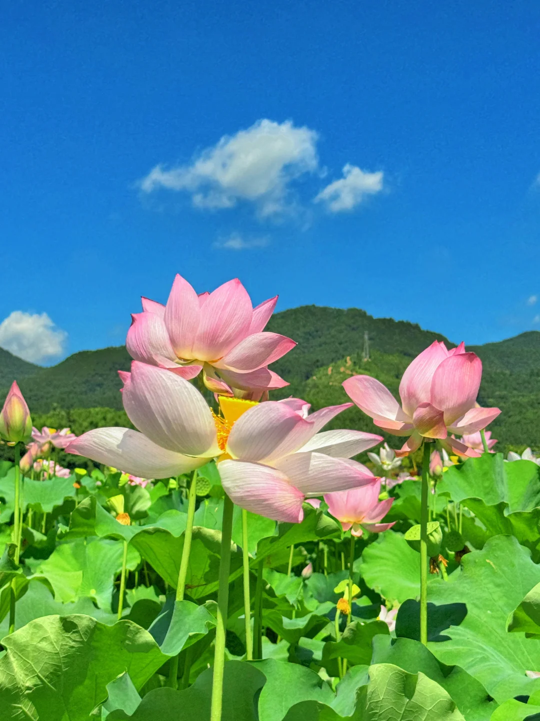 本以为西湖已经够美了，直到来了这里…………