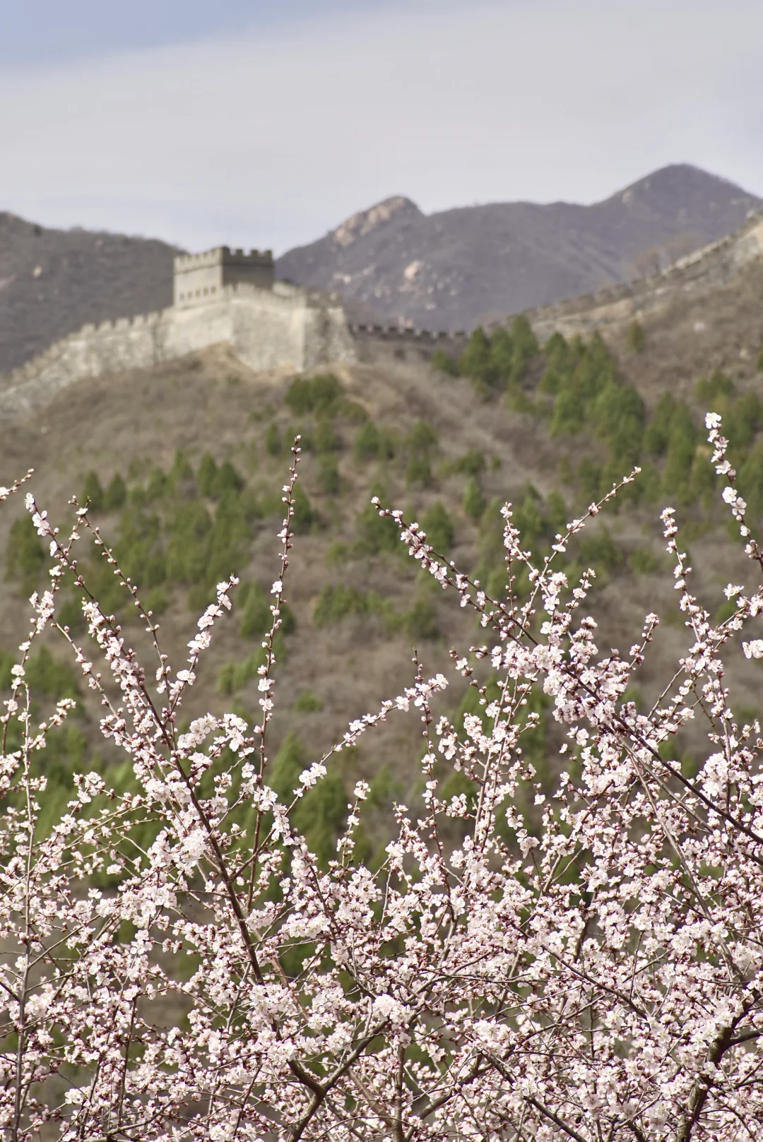 3月22居庸关花海列车没白去，0元解锁附攻略