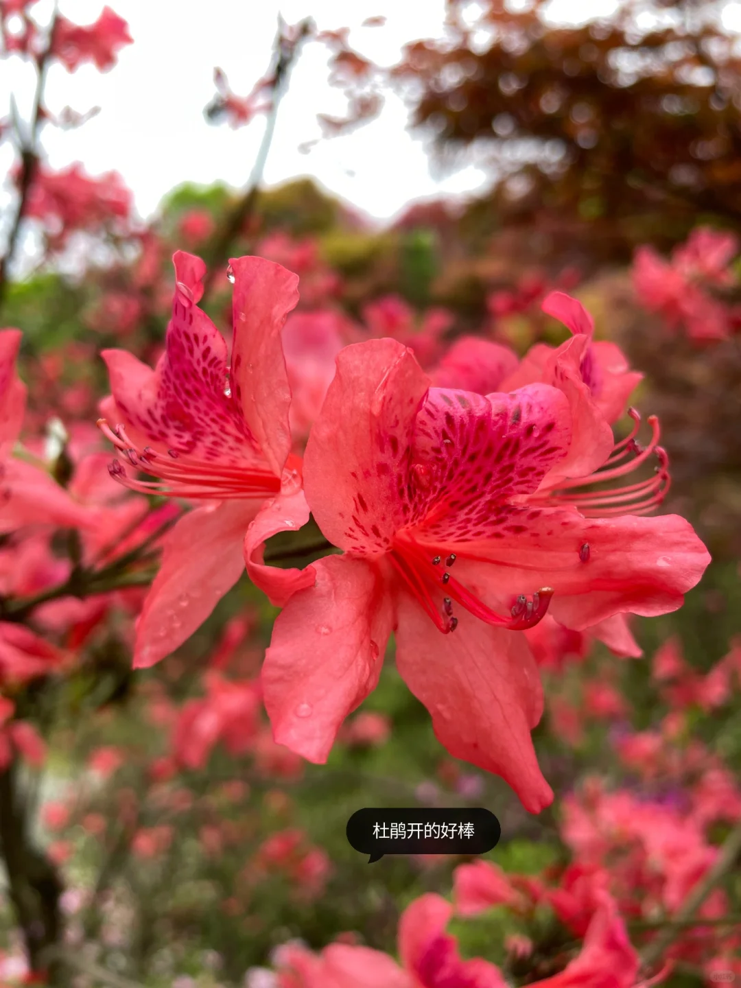 重庆，强烈推荐这个小众地方！油画彩林美绝了