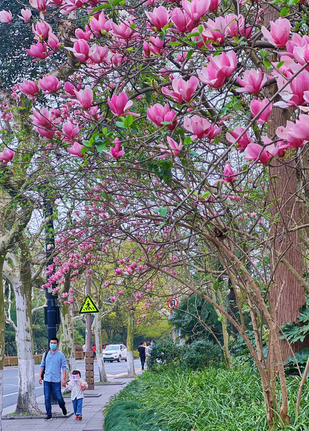 我在杭州上春山 | 最推荐的西湖赏春路线❗️