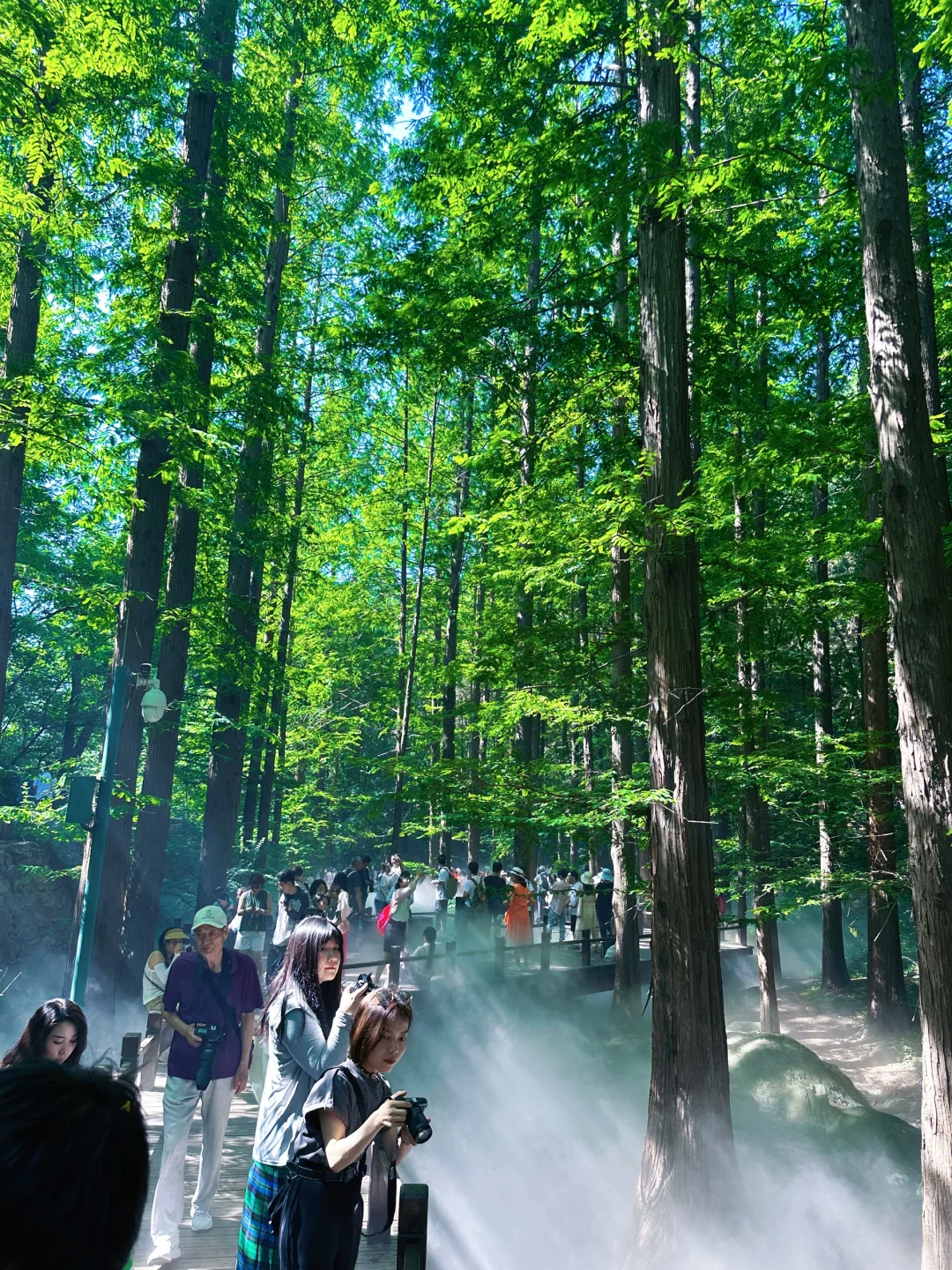 误入仙境，天然氧吧，迷雾森林 🌳🌲🐿️