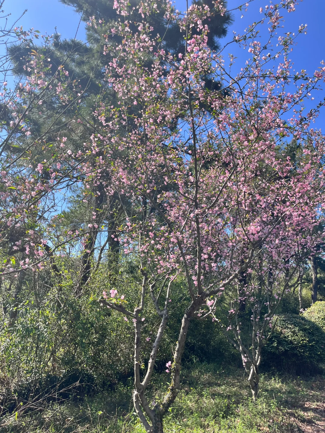 3.30 | 苏州小众踏春赏花景点‼️🤩