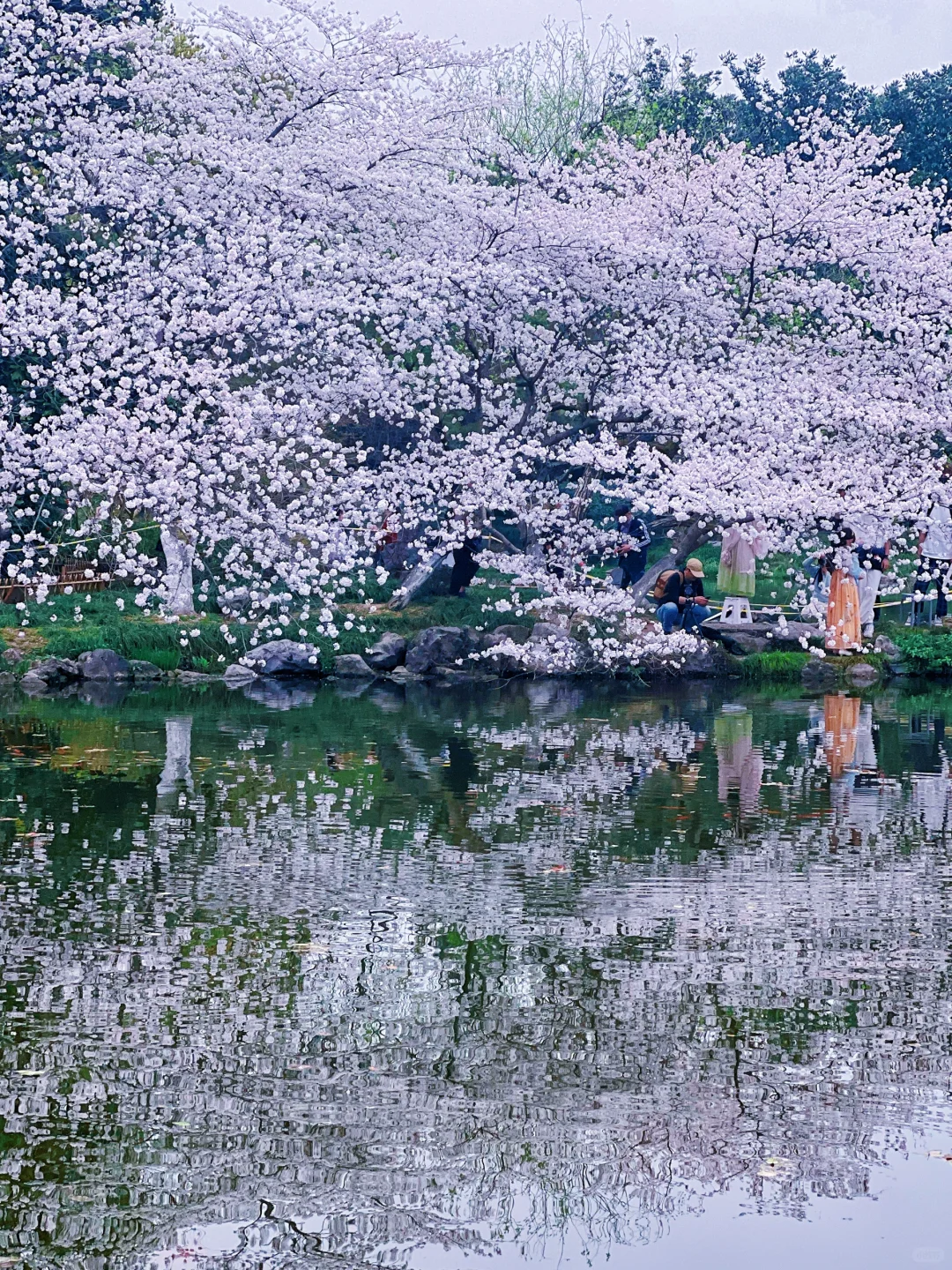 我在杭州上春山 | 最推荐的西湖赏春路线❗️