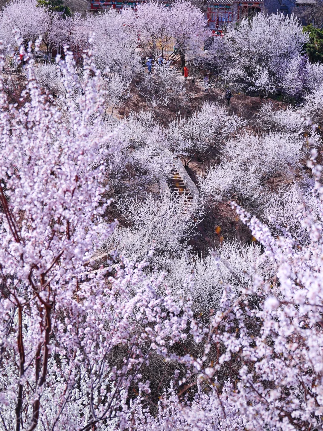 3.20北京上春山🌸桃花谷简直美到nextlevel!
