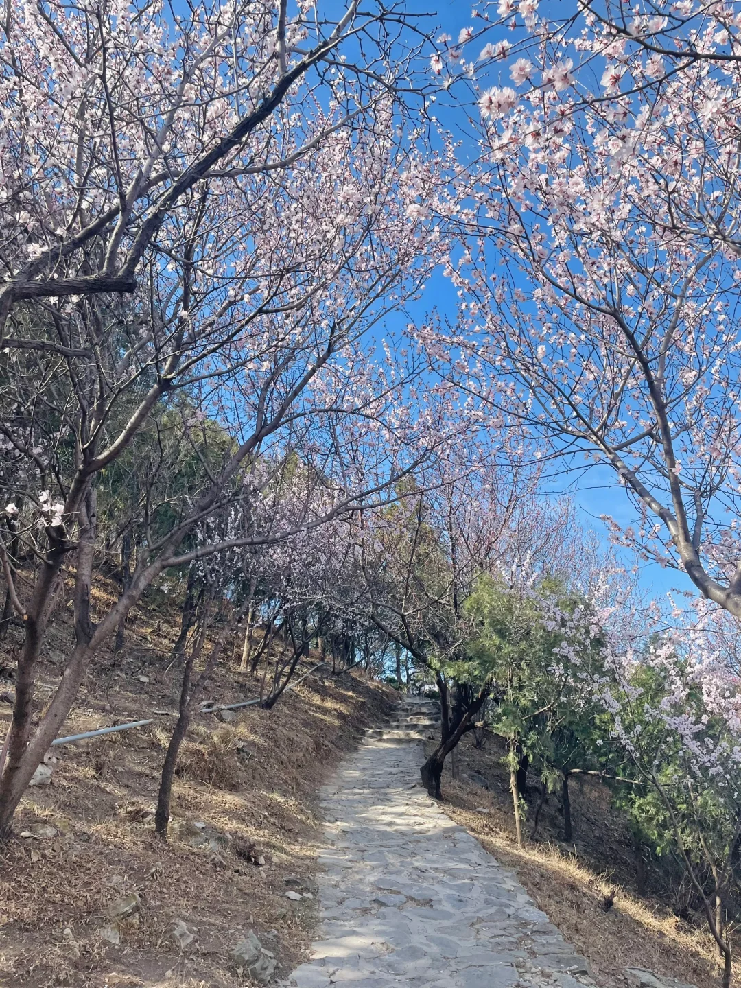 3.21百望山实况🌸 附4条赏花路线✅