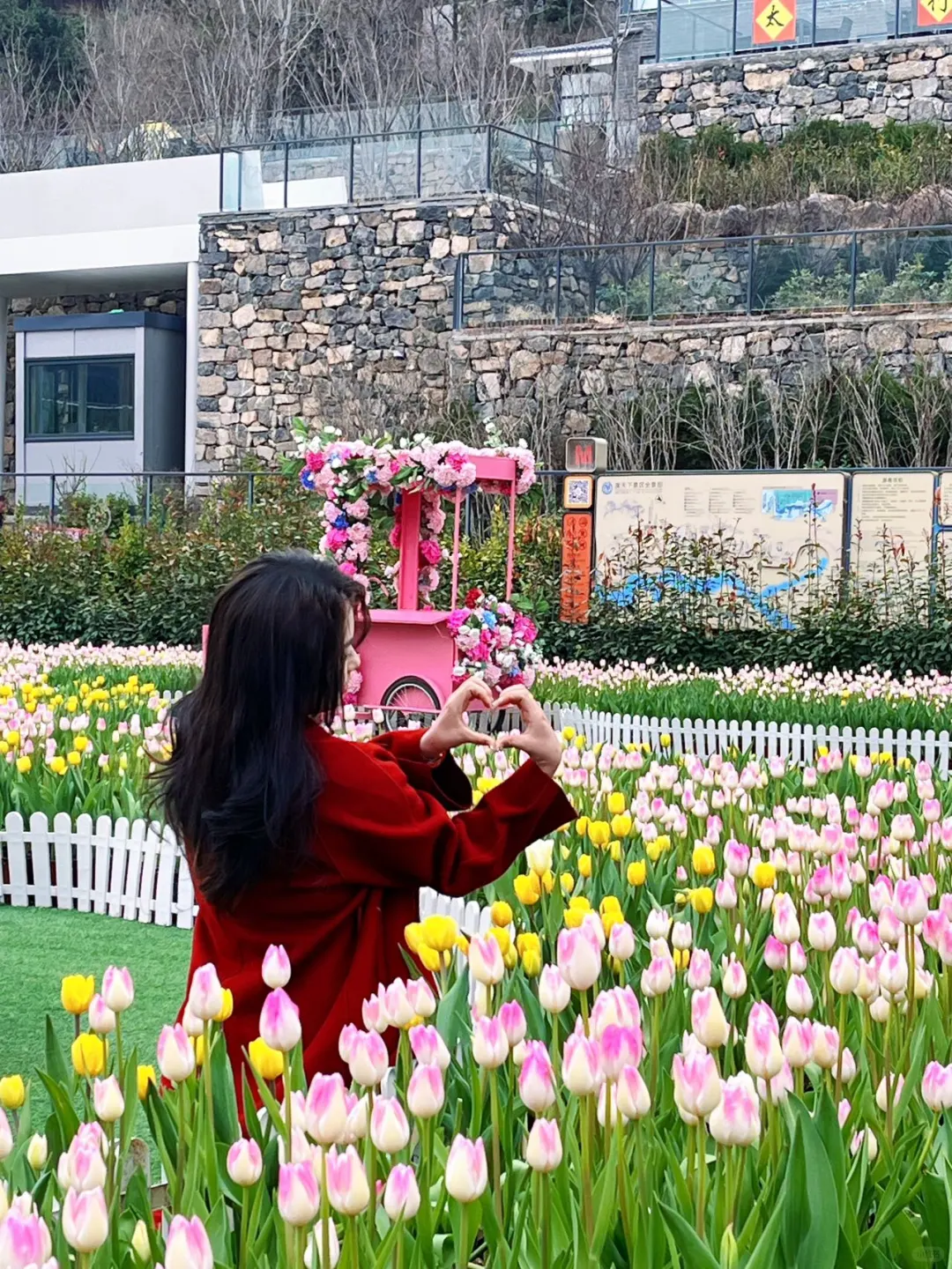 谁懂！河南宝泉藏着春日限定郁金香花海🌷