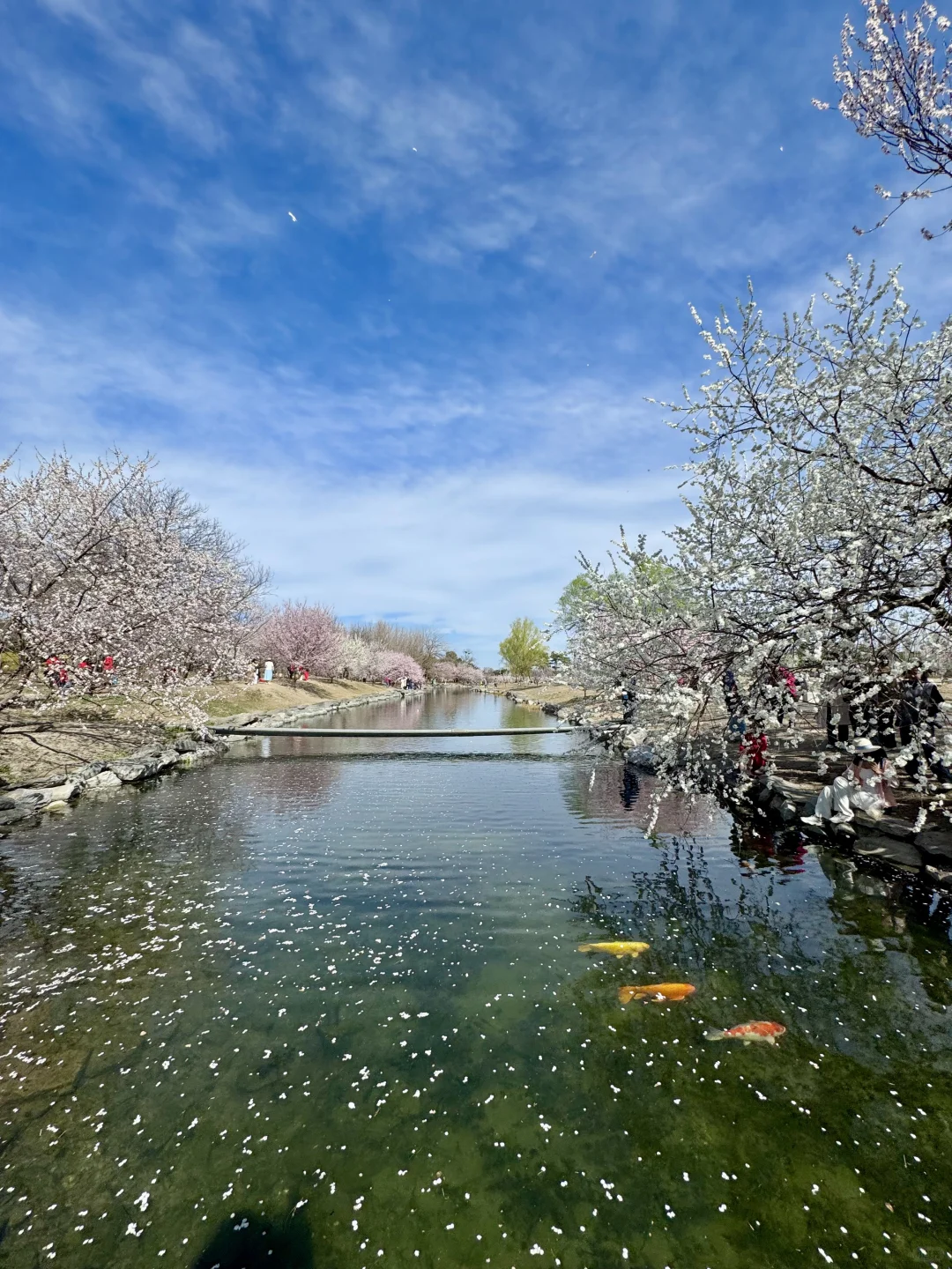 拒绝市区人挤人🌸圆明园的锦鲤桃花溪太香了